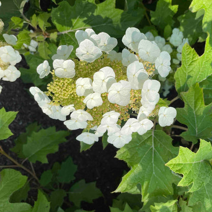  Toy Soldier™ Hydrangea