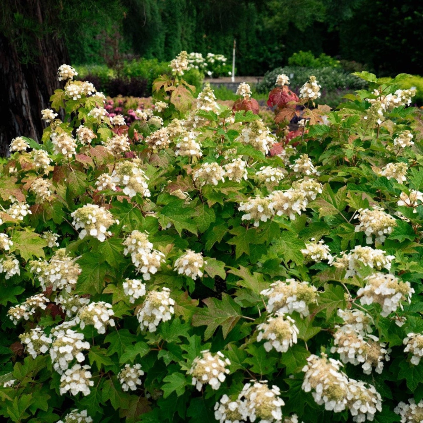  Toy Soldier™ Hydrangea