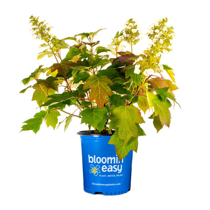  Toy Soldier™ Hydrangea