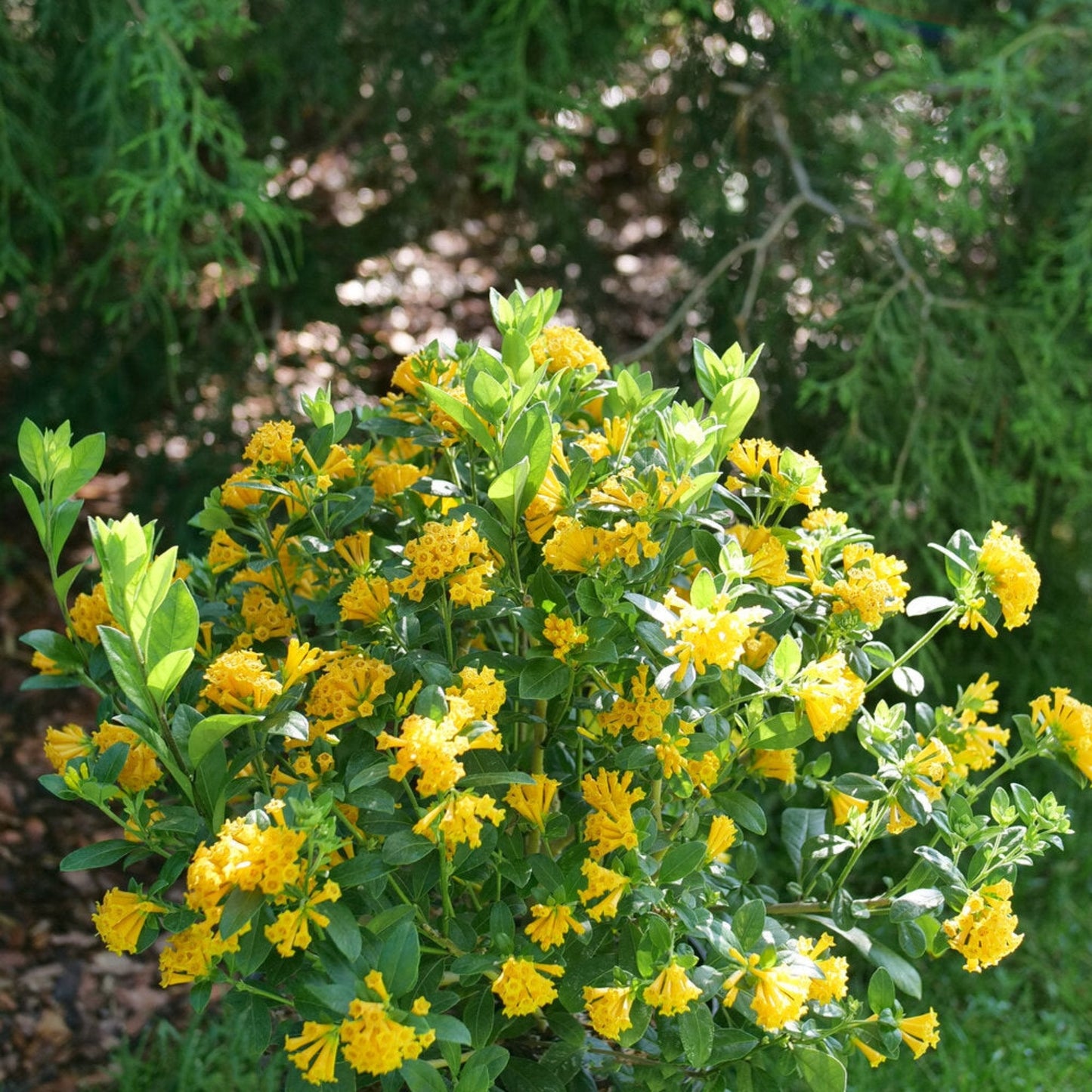  Juiced® Orange Jessamine