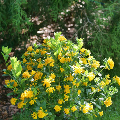 Juiced® Orange Jessamine