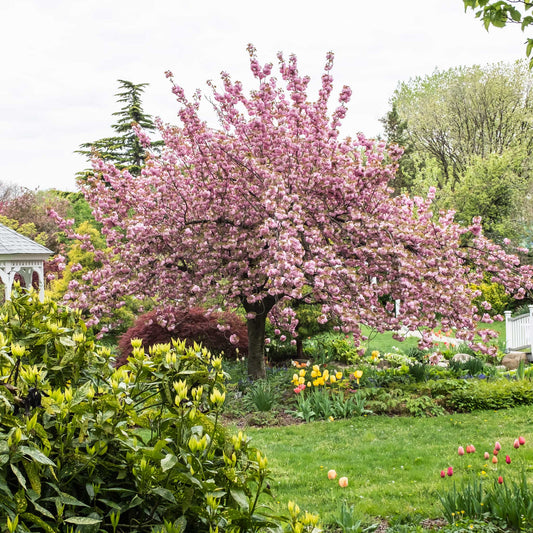  Kwanzan Flowering Cherry Tree