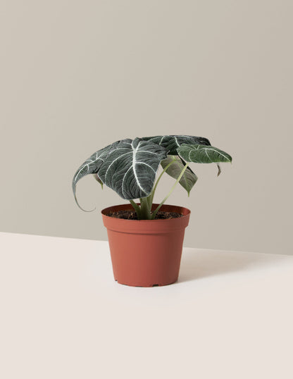  Alocasia 'Black Velvet'