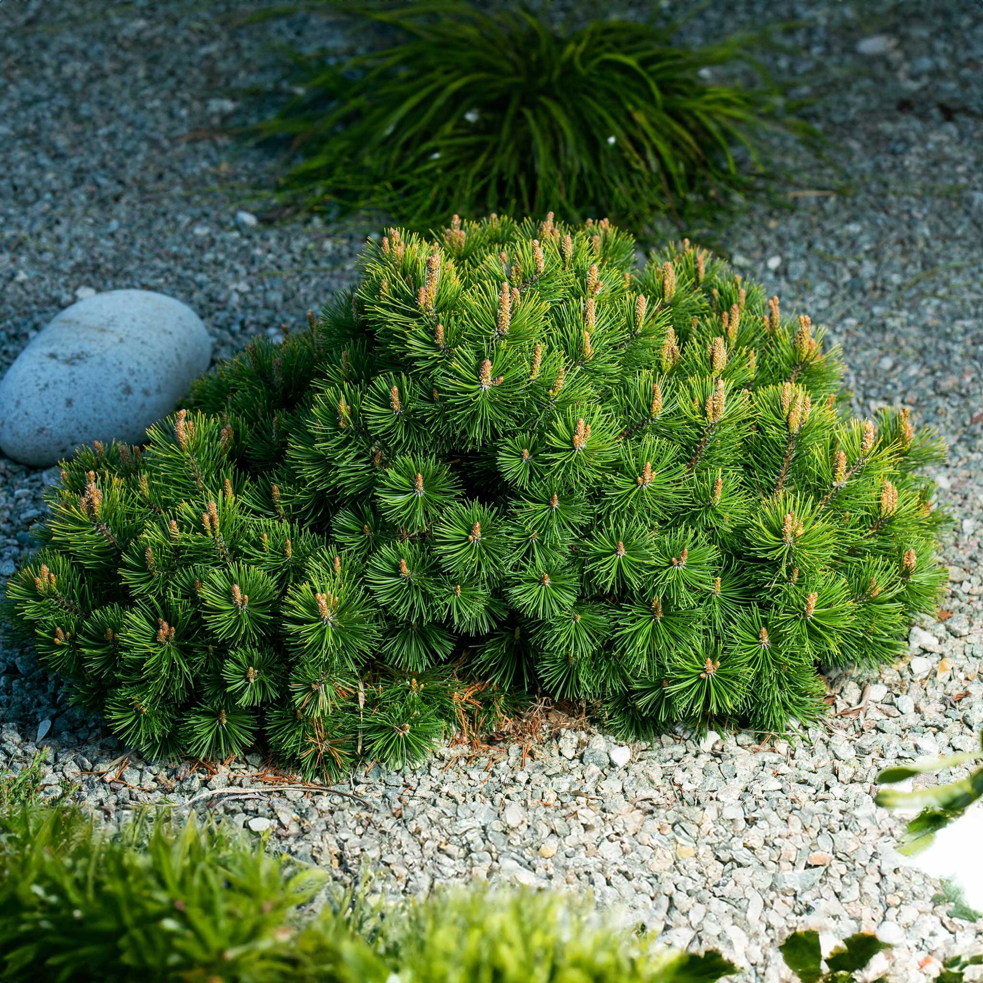  Pumillio Mugho Pine