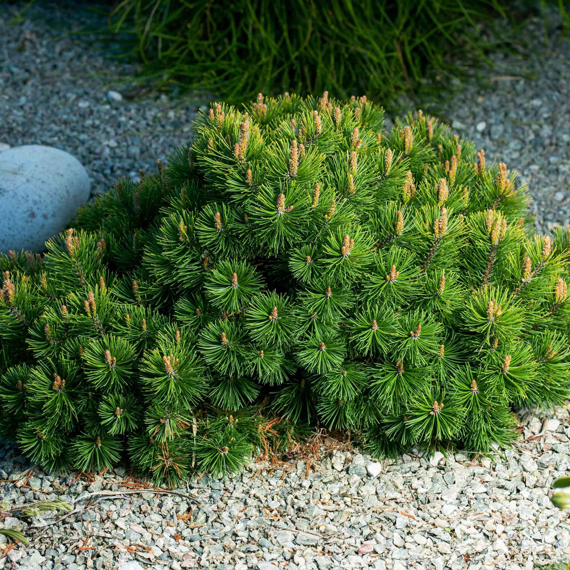 Pumillio Mugho Pine