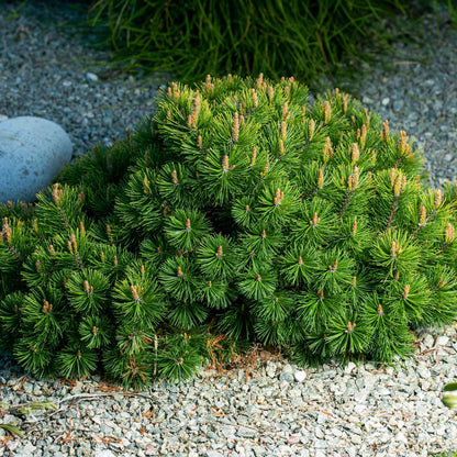  Pumillio Mugho Pine