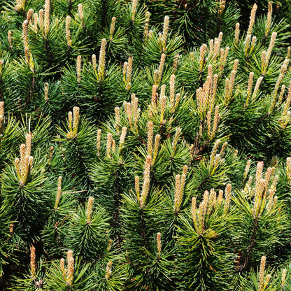  Pumillio Mugho Pine