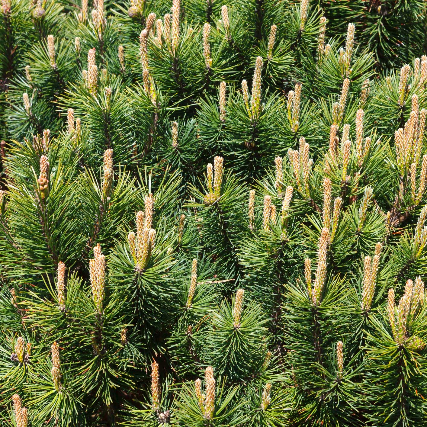  Pumillio Mugho Pine