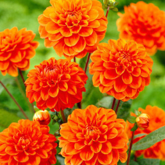  Orange Nugget Dahlia Bulbs