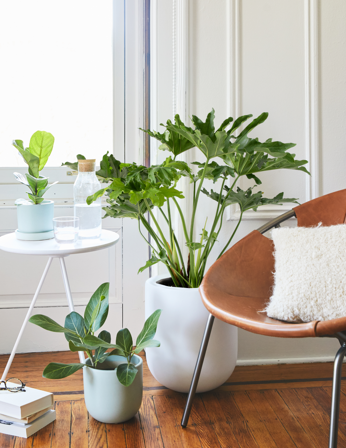  Large Philodendron Selloum ‘Hope’