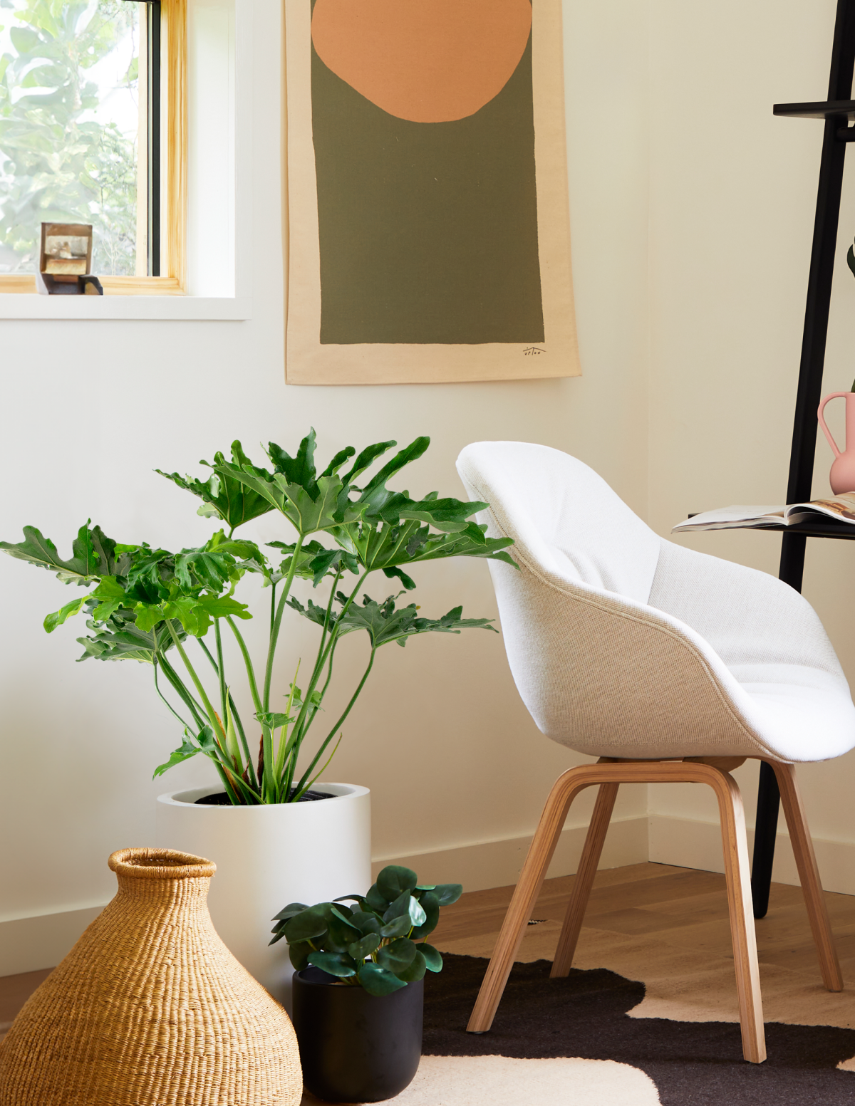  Large Philodendron Selloum ‘Hope’