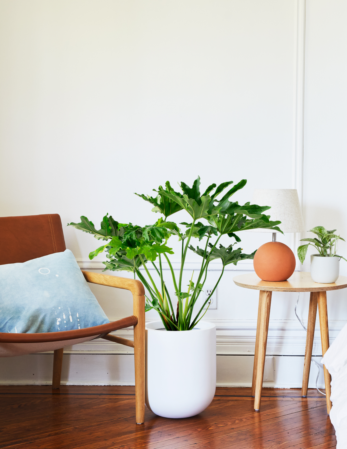  Large Philodendron Selloum ‘Hope’