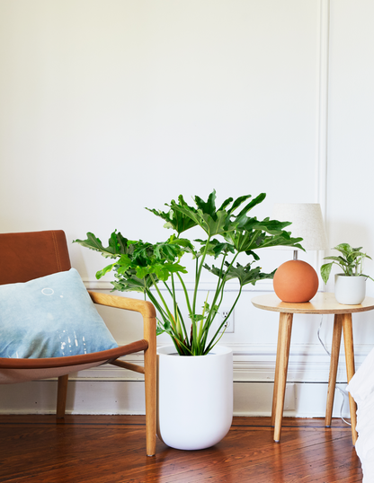  Large Philodendron Selloum ‘Hope’