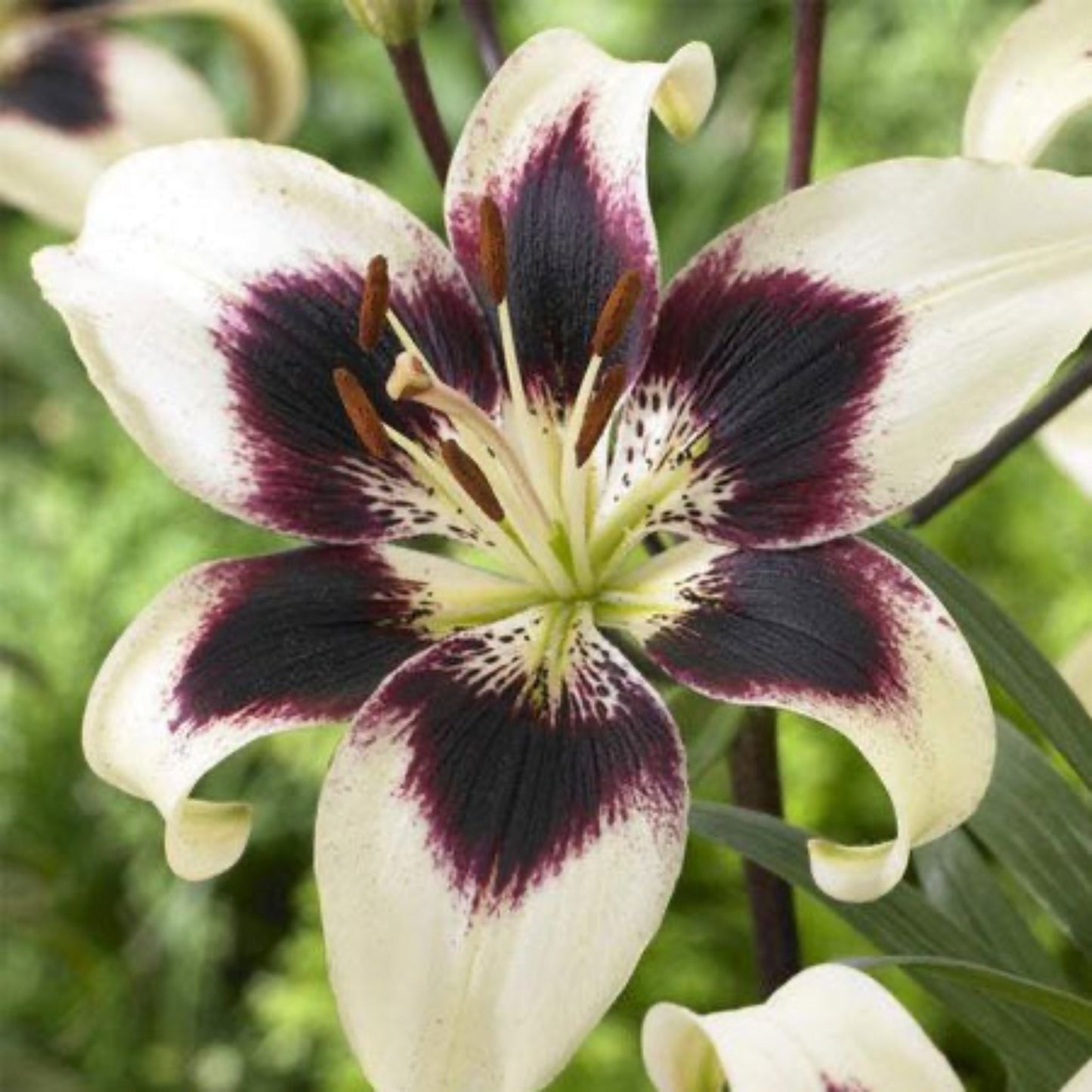  Patricia's Pride Asiatic Lily Bulbs