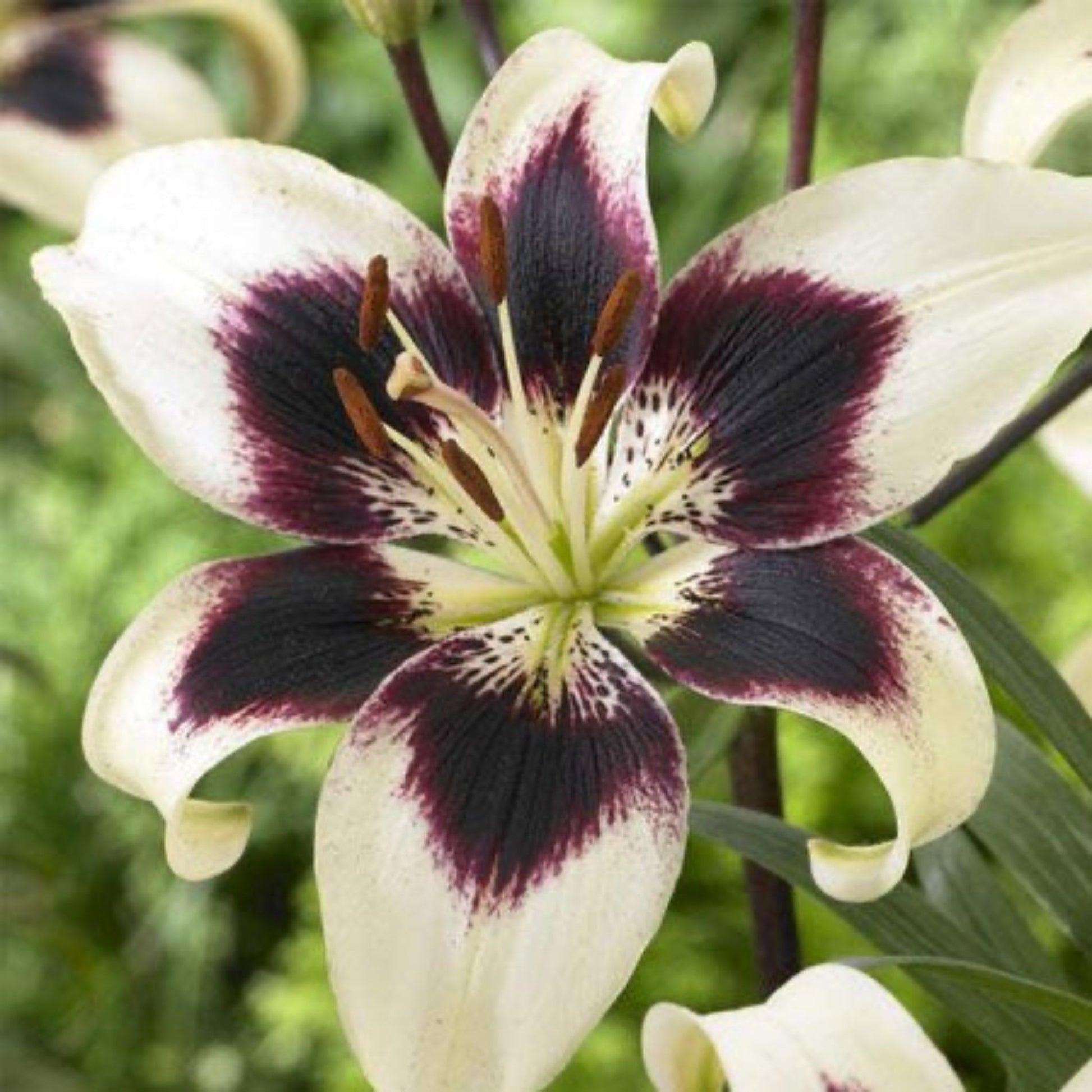  Patricia's Pride Asiatic Lily Bulbs