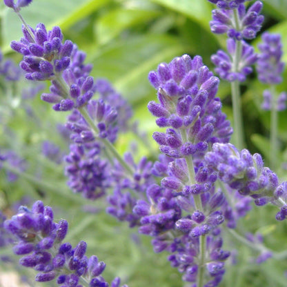  Phenomenal™ Lavender Plant