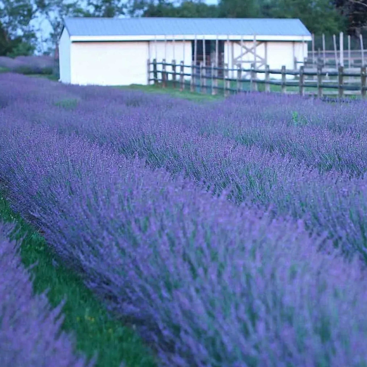  Phenomenal™ Lavender Plant