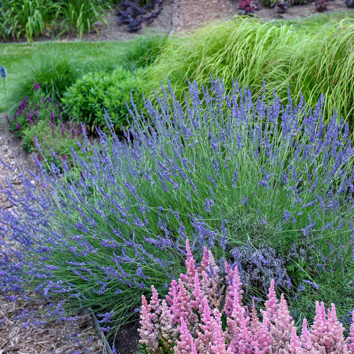  Phenomenal™ Lavender Plant