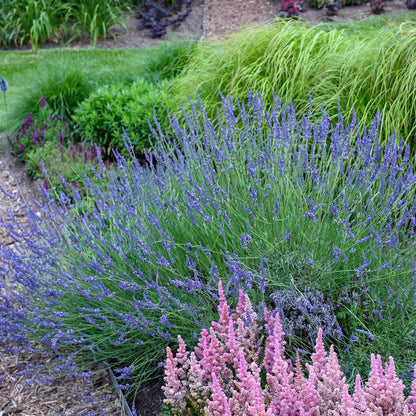  Phenomenal™ Lavender Plant