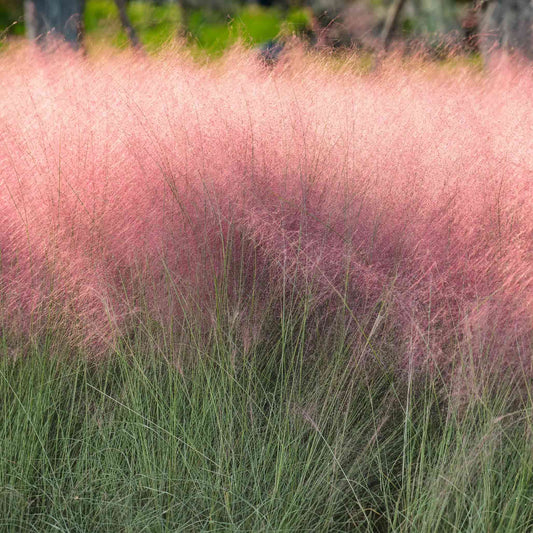  Pink Muhly Grass