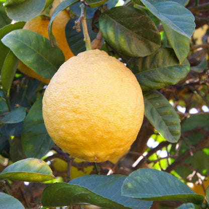  Ponderosa Lemon Tree
