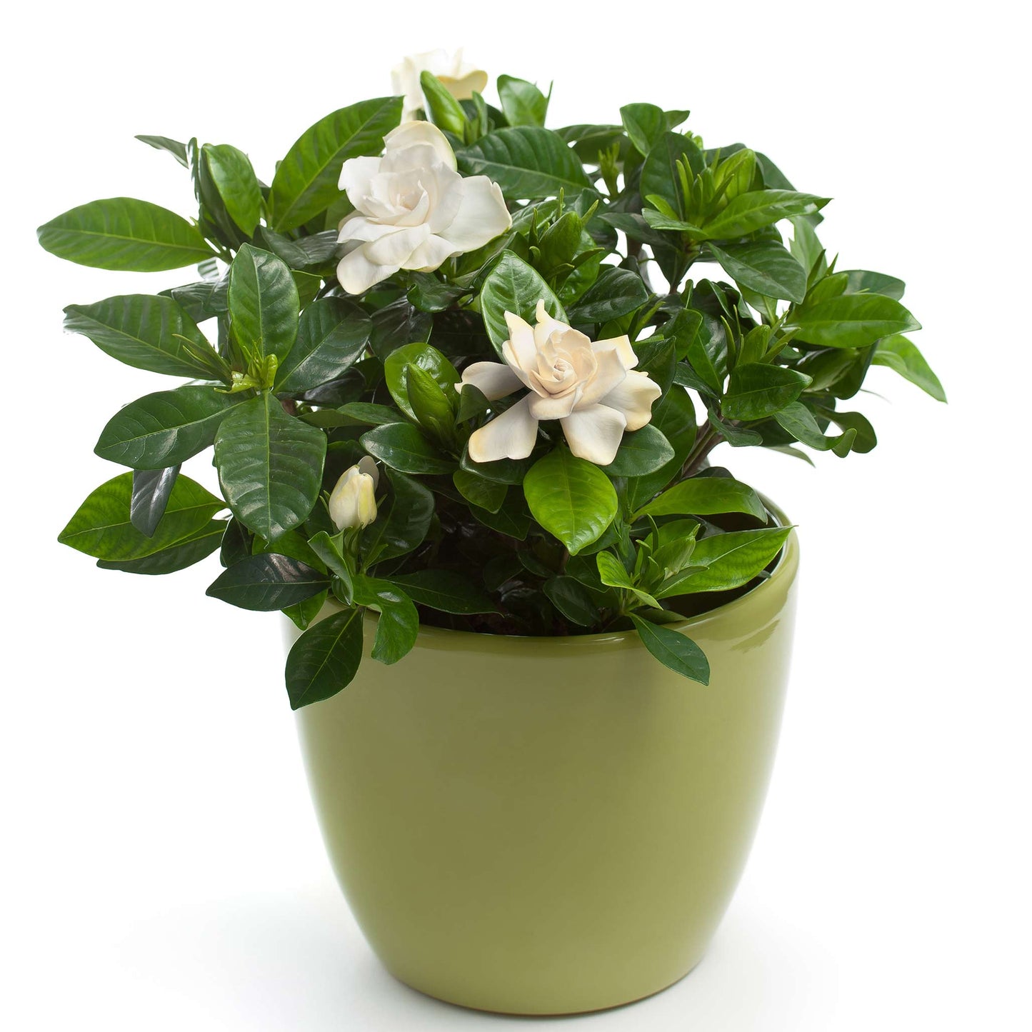  Radicans Gardenia