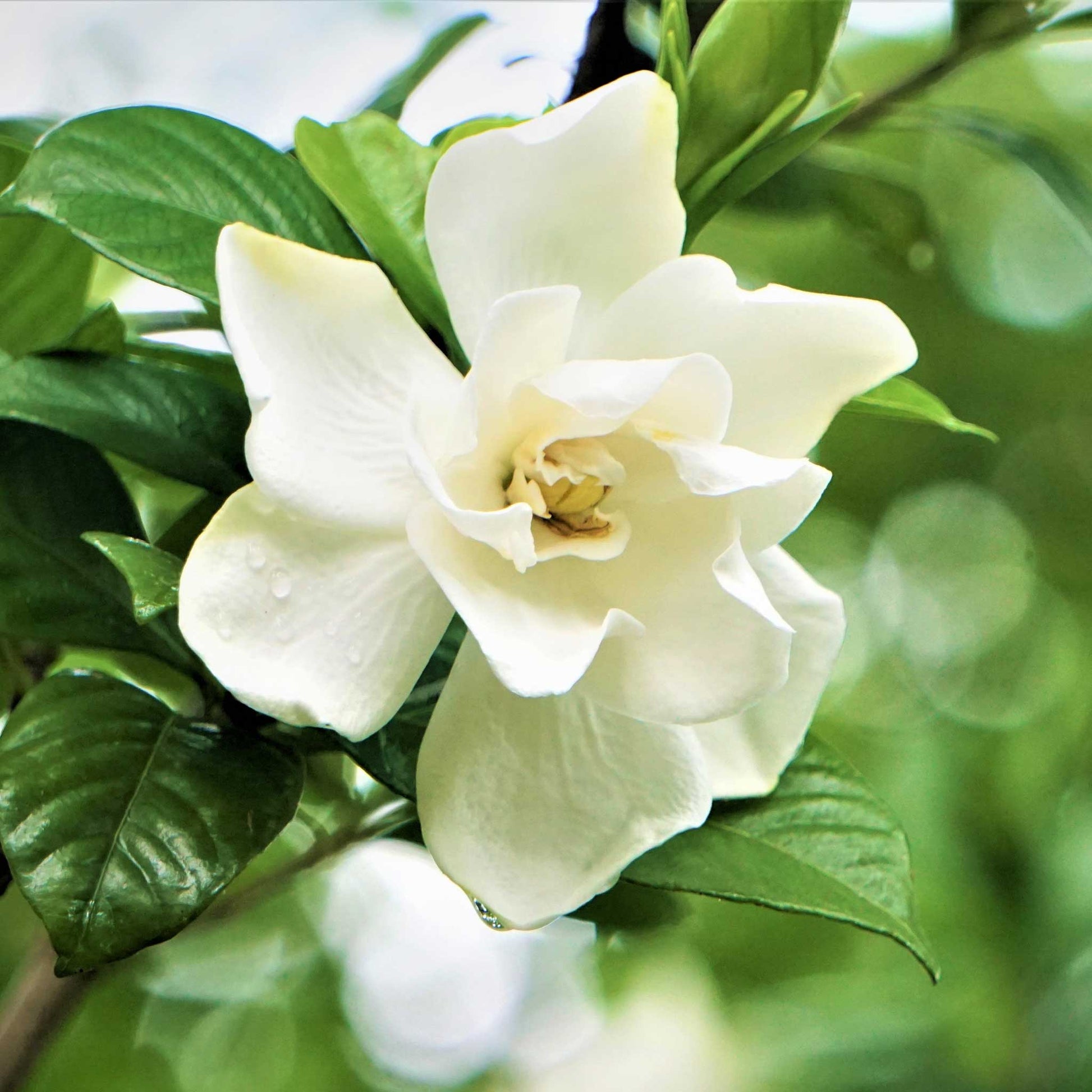  Radicans Gardenia