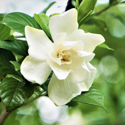  Radicans Gardenia