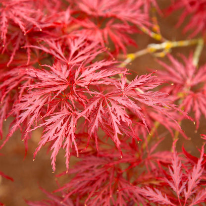  Red Dragon Japanese Maple Tree