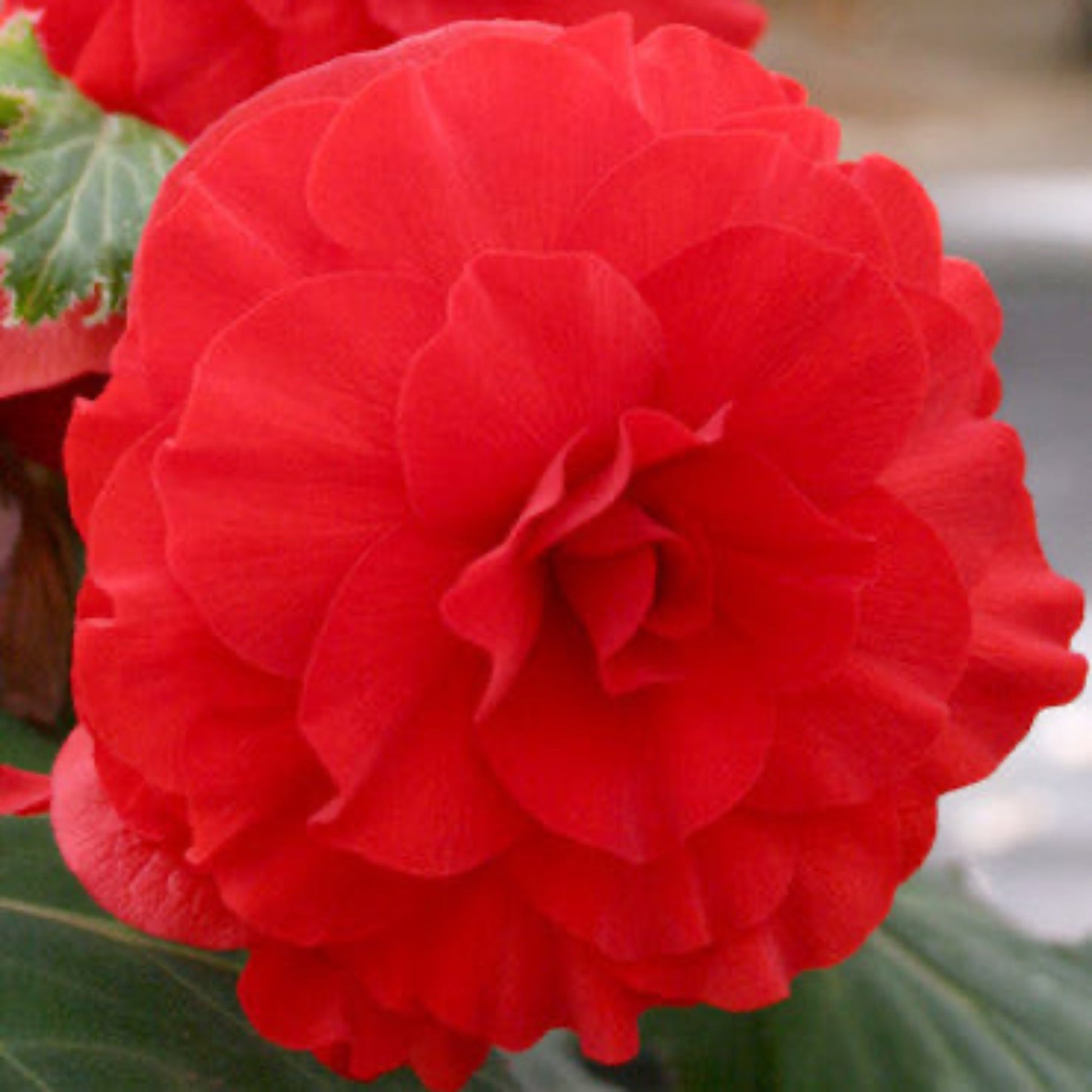  Red Double Begonia Bulbs
