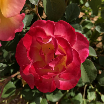  Gumball Goody™ Rose