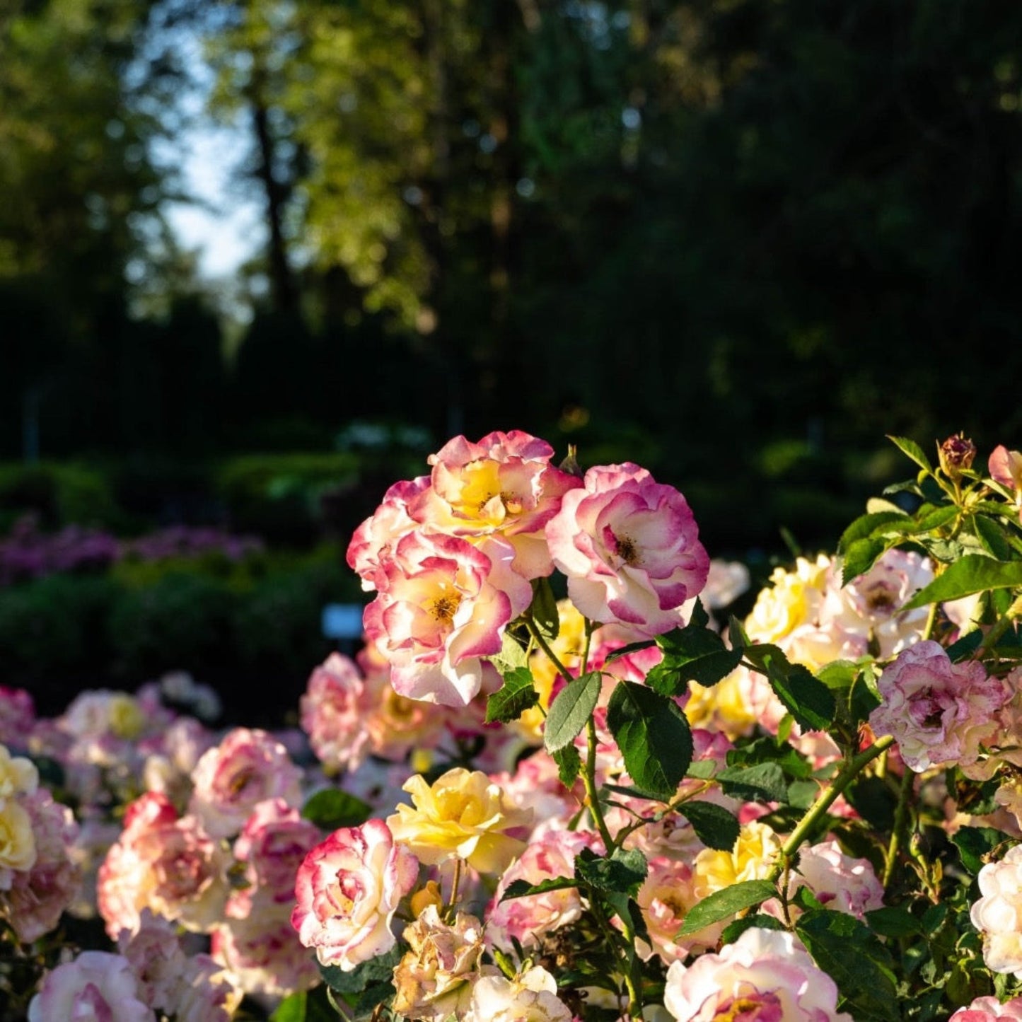  Gumball Goody™ Rose