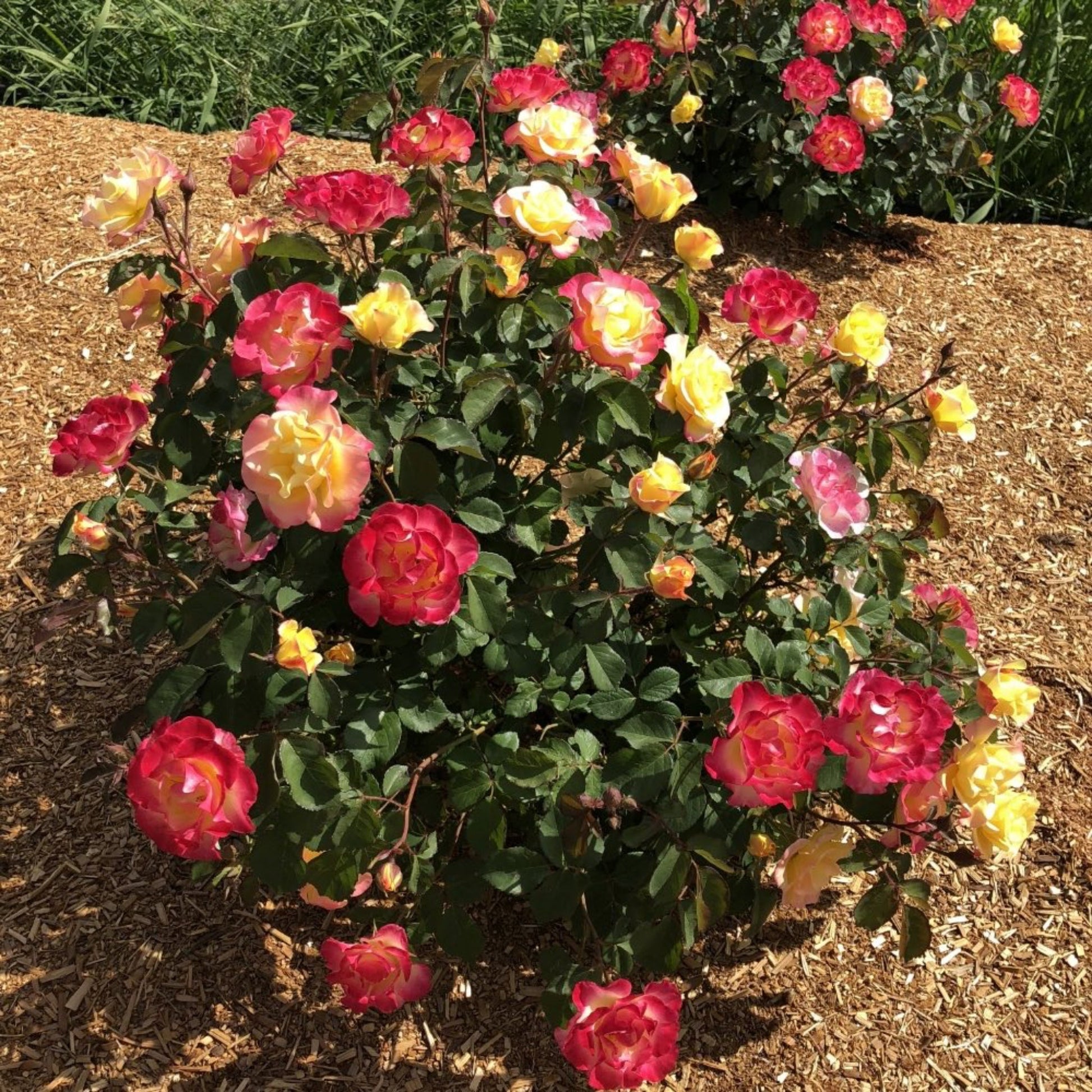  Gumball Goody™ Rose