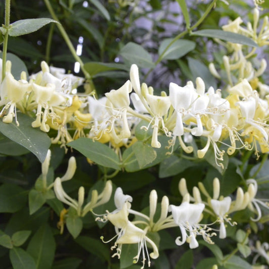  'Scentsation' Honeysuckle Vine