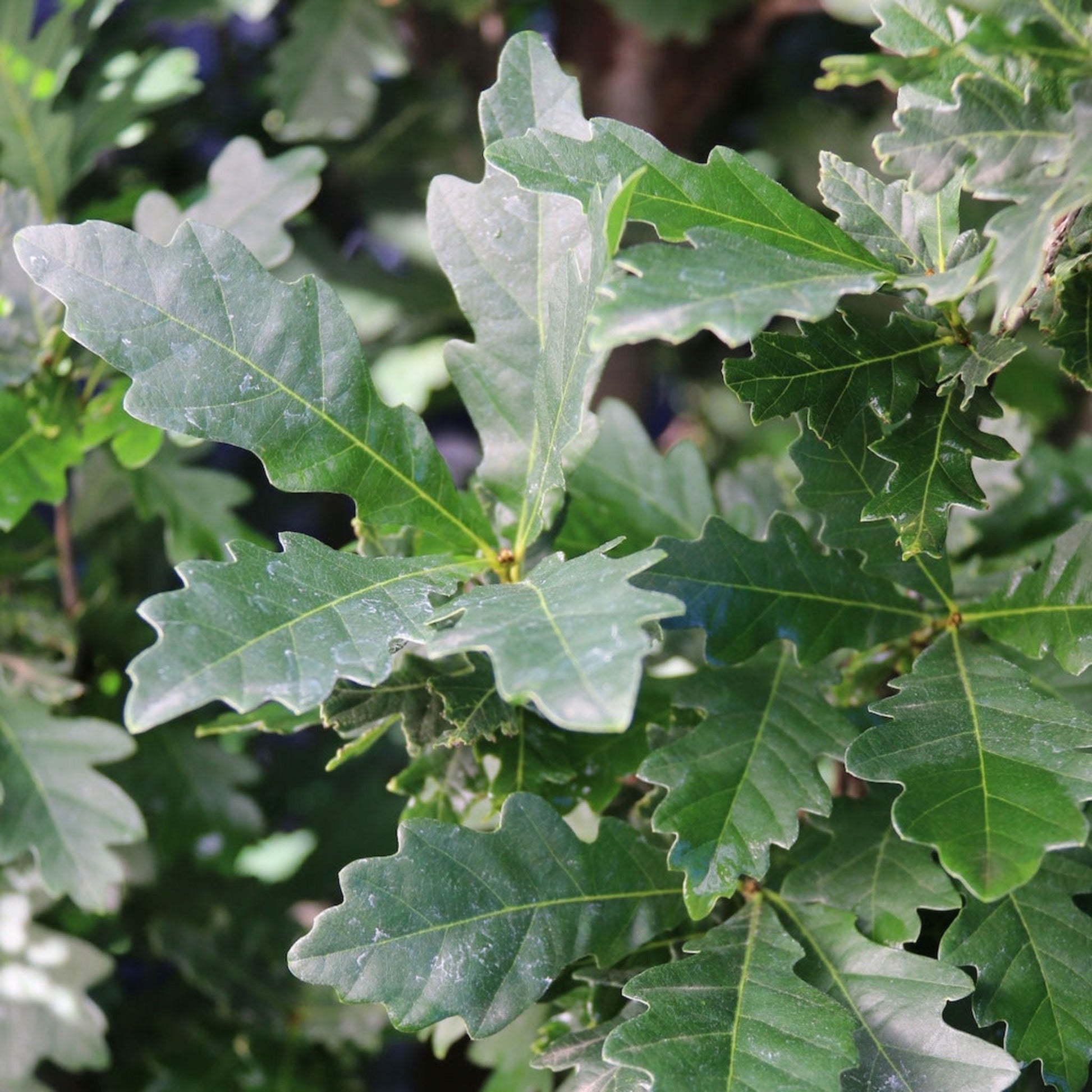  Skinny Genes® Columnar Oak Tree