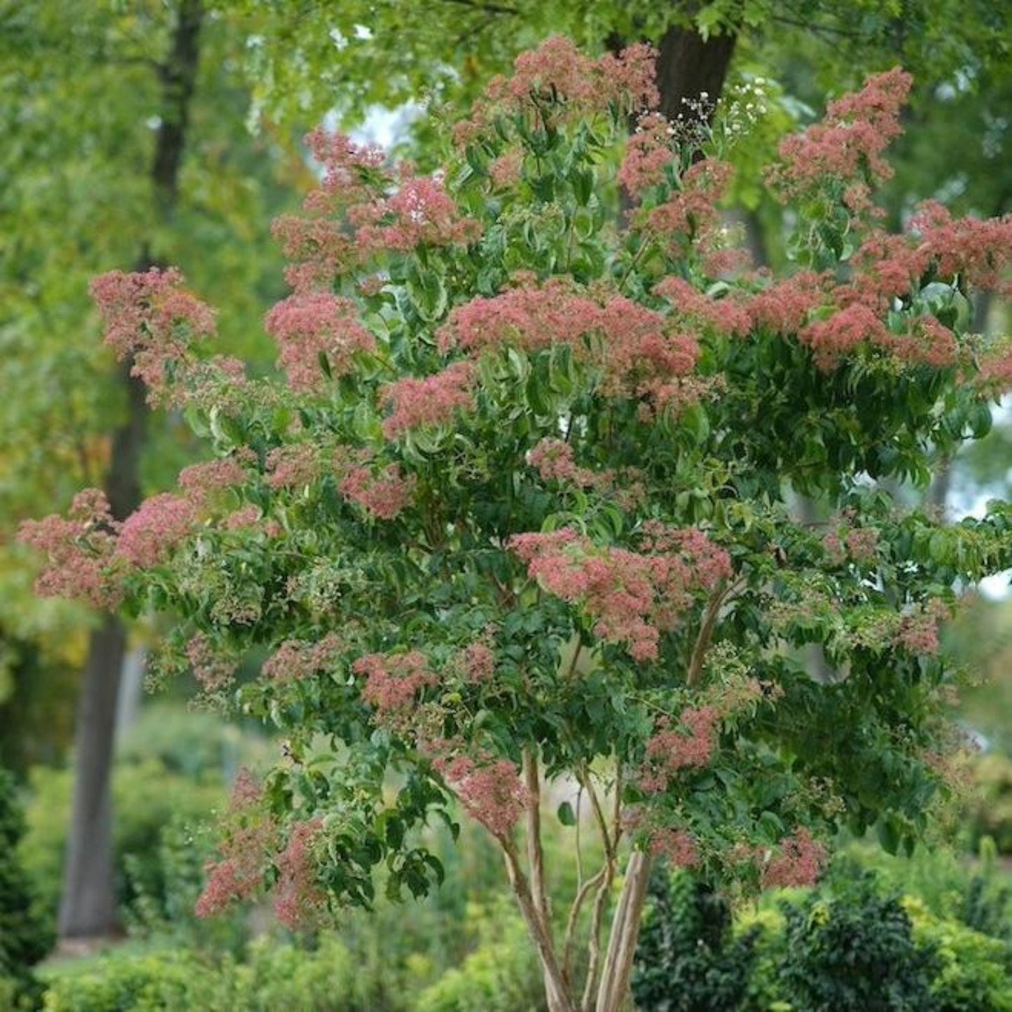  Temple Of Bloom® Seven-Son Flower