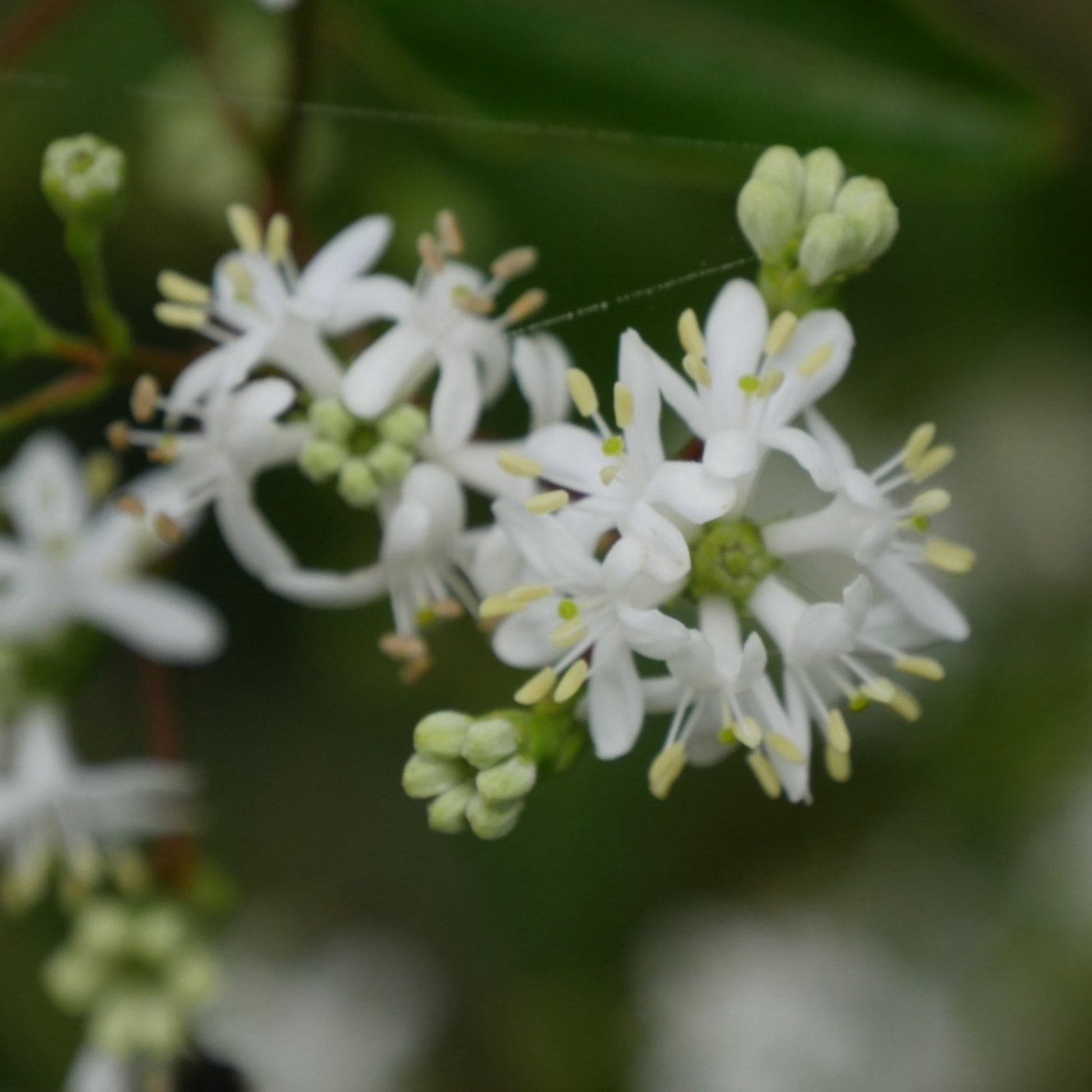  Temple Of Bloom® Seven-Son Flower
