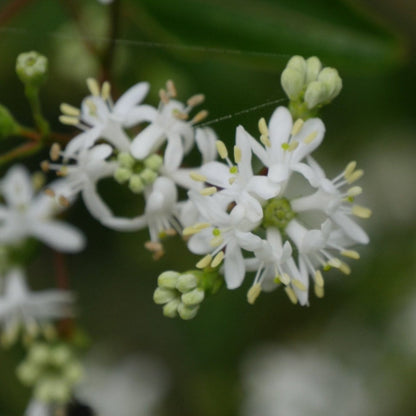  Temple Of Bloom® Seven-Son Flower