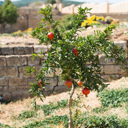 Texas Pink Pomegranate Tree