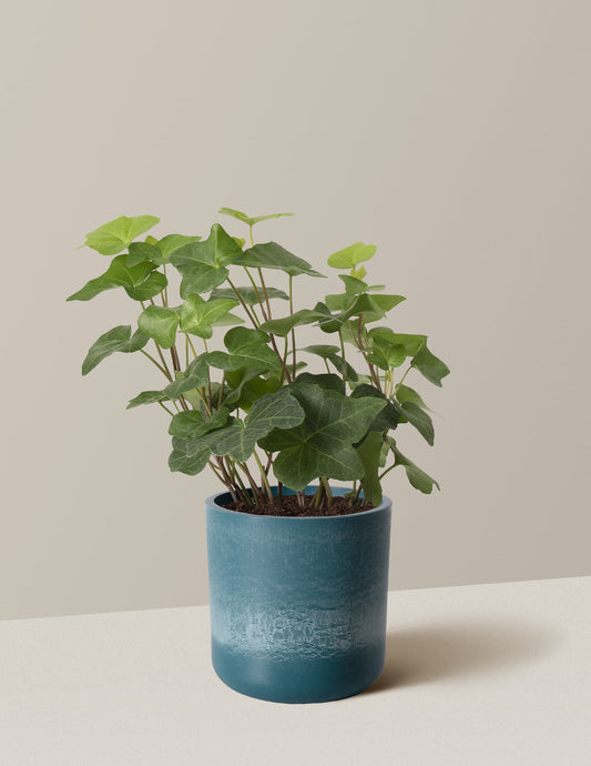  English Ivy