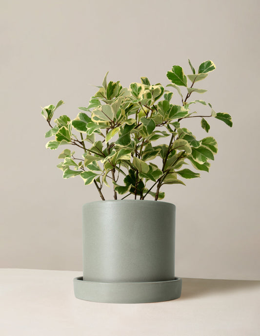  Variegated Ficus Triangularis