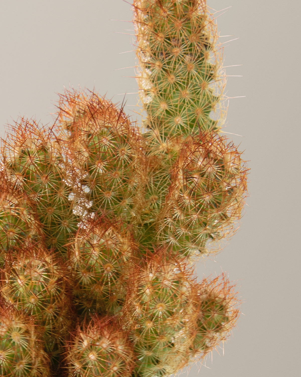  Ladyfinger Cactus