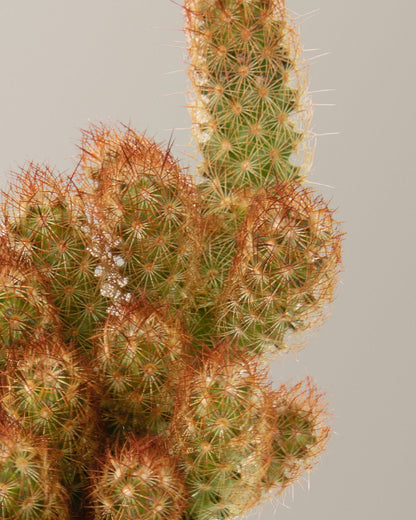  Ladyfinger Cactus