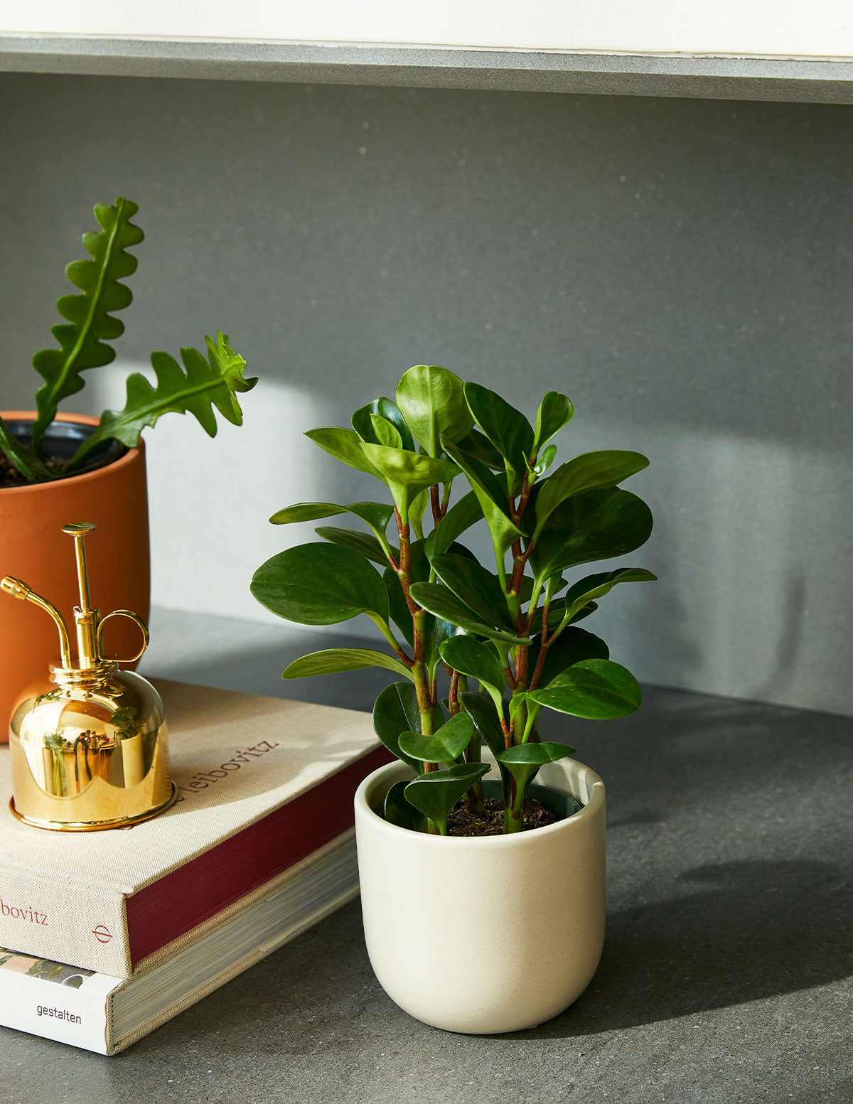  Peperomia Obtusifolia