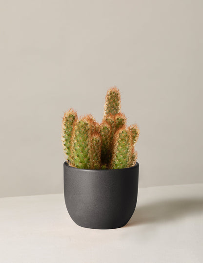  Ladyfinger Cactus