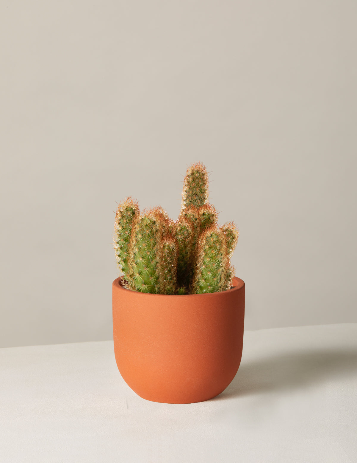  Ladyfinger Cactus