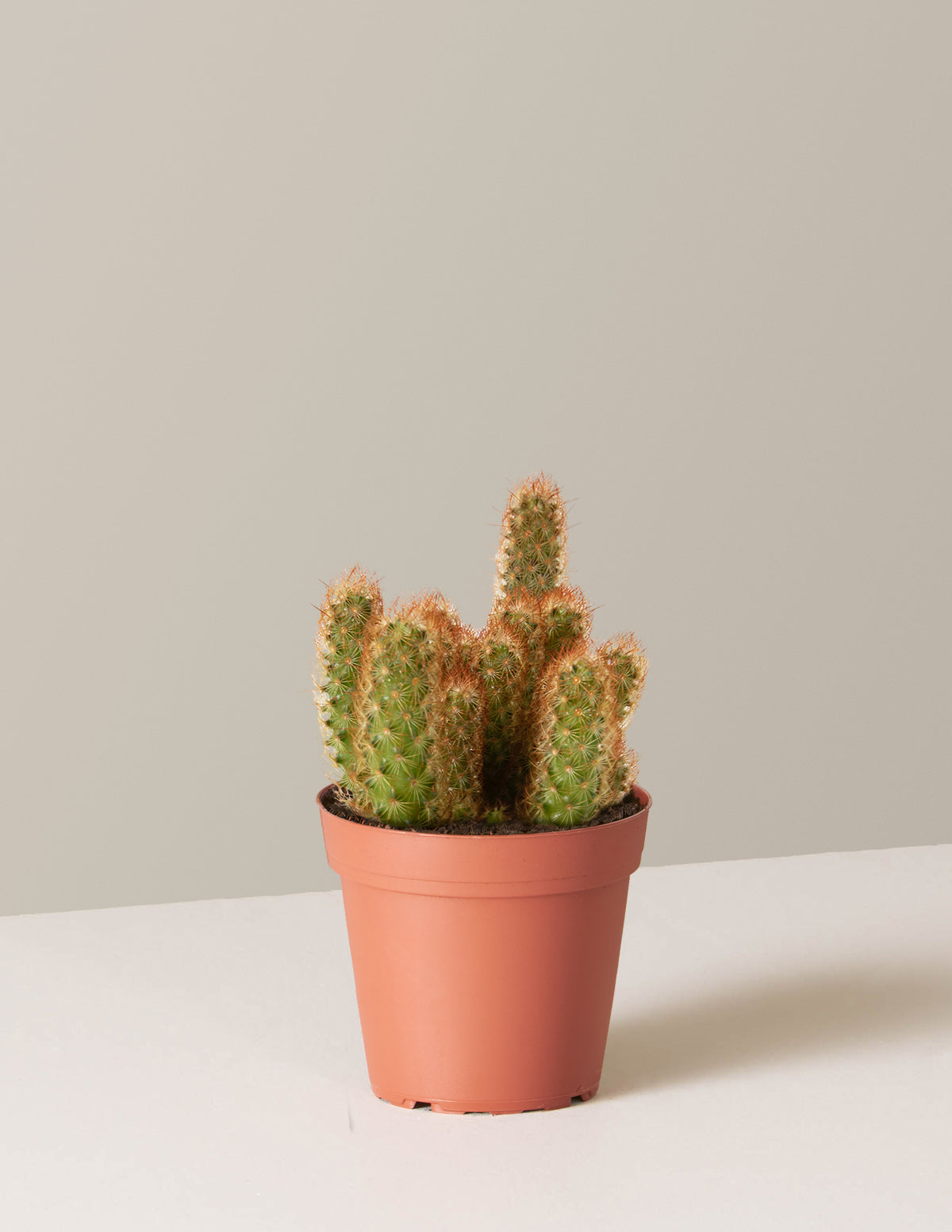  Ladyfinger Cactus