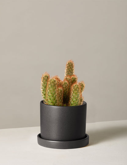  Ladyfinger Cactus