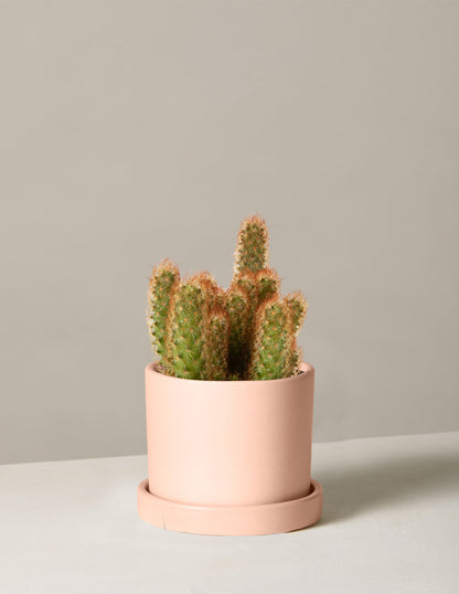  Ladyfinger Cactus