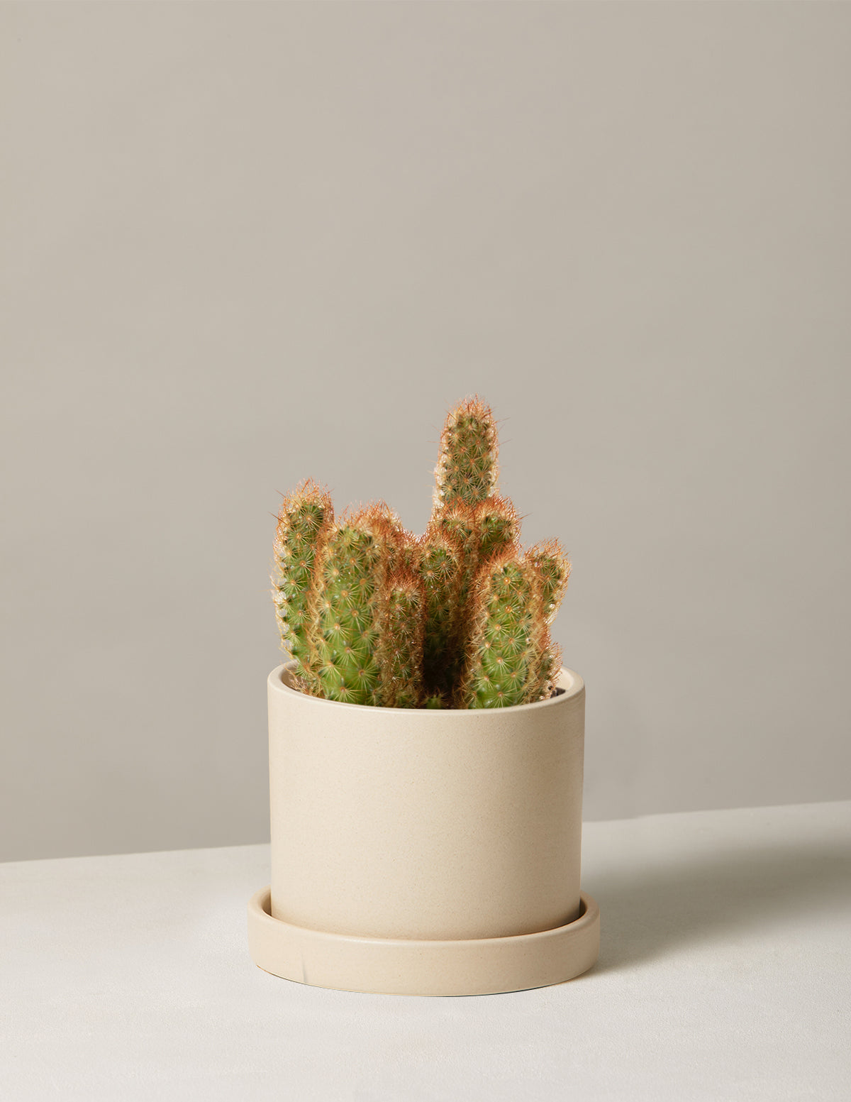  Ladyfinger Cactus